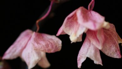 orchid bud dying