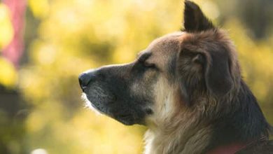 Side portrait of a shepherd mix with eye closed sitting outdoors.