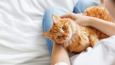Why are Orange Tabby Cats So Affectionate