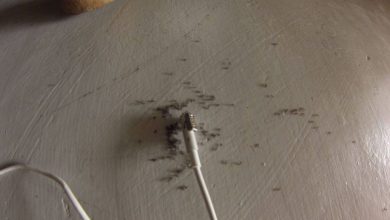 Ants In Laptop Charger