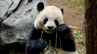 Why Do Bears Wave