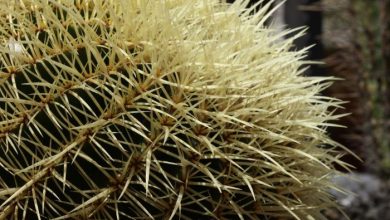why do cacti have spines