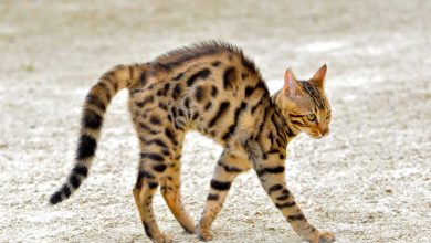 bengal cat with back arched walking