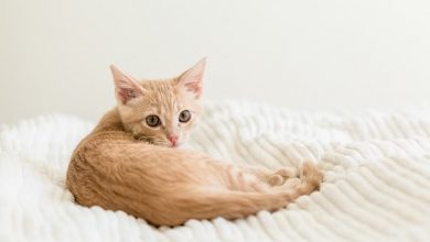 Why Do Cats Backs Twitch