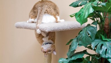 Ginger cat upside down on a scratching tree why do cats chase their tails