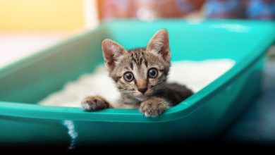 Tiger kitten sitting in his litter box