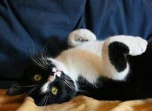 cat lay on back
