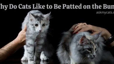 Why Do Cats Like to Be Patted on the Bum