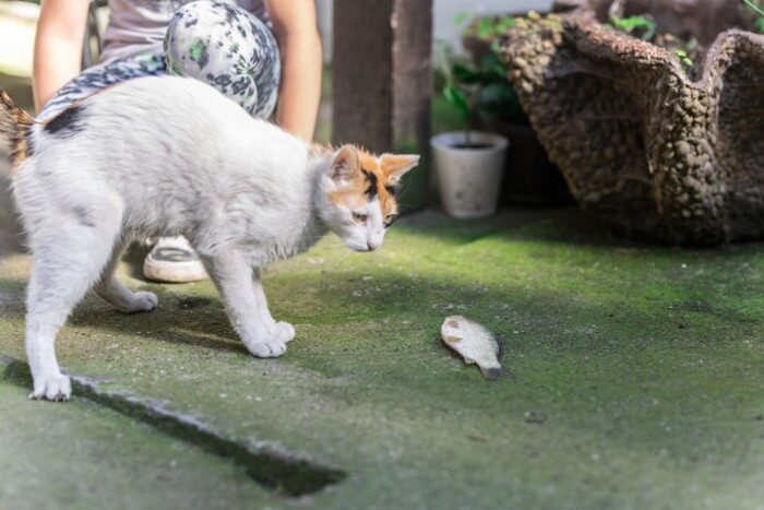 cat looking at goldfish in bowl