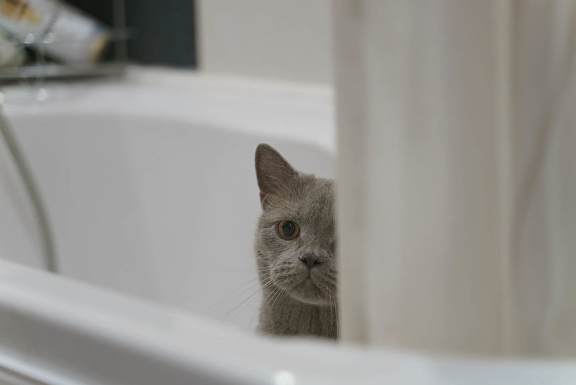 British shorthair cat peeking from the bathtub