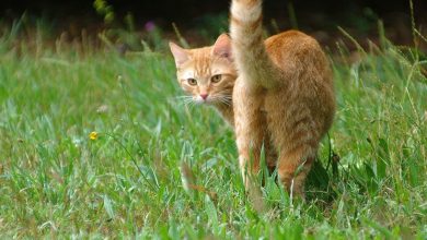 Ginger cat raising its butt