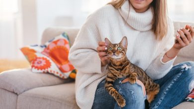Cats may lay on you for many reasons, including love, warmth, and security. Here are all the main reasons why you may wake up to find your cat on your chest.