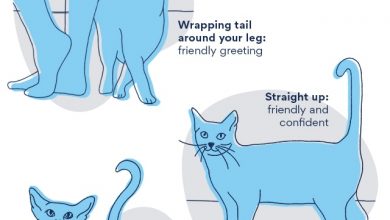 cat tail language