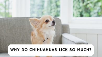 Why Do Chihuahuas Lick So Much