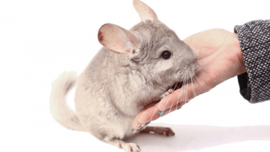 blog chinchilla header