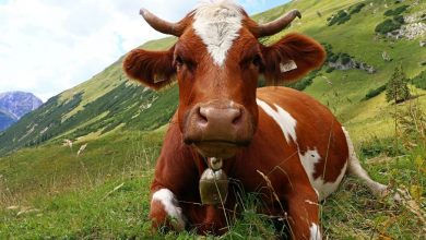 cow wearing a bell