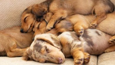 Why Do Dachshunds Sleep So Much