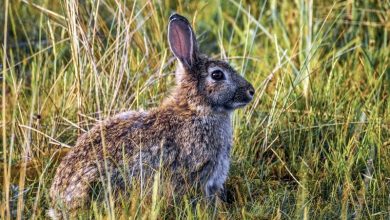 dog eating rabbit poop