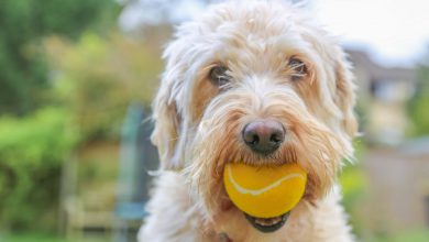 dog tennis balls