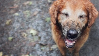 Golden retreiver covered in mud looks up in the rain smiling.