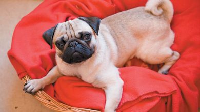 A dog looking up surprised from a red bed.