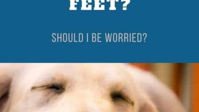 Why Does My Dog Sleep At My Feet? Should I Be Worried? - Yellow Lab peacefully sleeping on the floor.