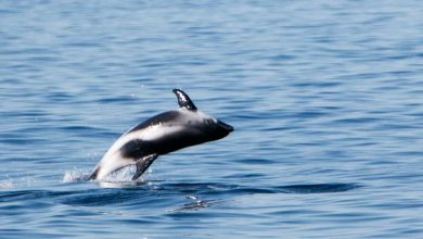 White beaked dolphin
