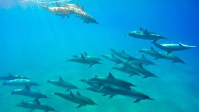 spinner dolphin 0