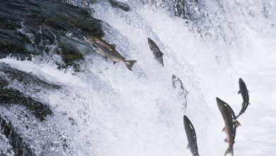 Fish Jumping