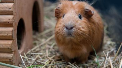 Do Guinea Pigs Poop A Lot
