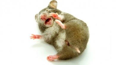 13 reasons why your hamster may suddenly die