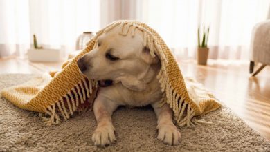 canva cute dog at home scaled 0
