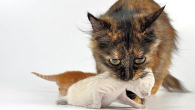 Why Does Mother Cat Move Only One Kitten