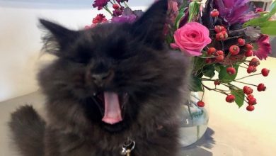 black cat yawing with eyes closed and tongue out and flowers in background