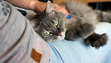 cat and owner