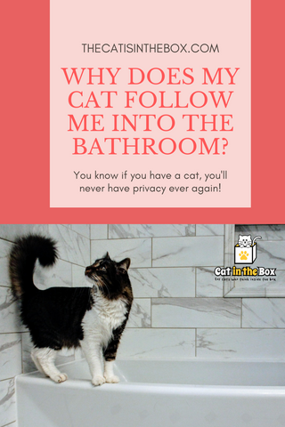 Why does my cat follow me to the bathroom? Pinterest-friendly Pins