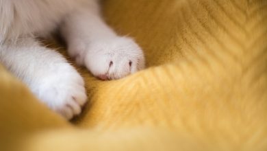 Why Does My Cat Knead Me But Not My Husband
