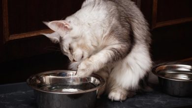 Learn why some cats mess around in their water bowls.