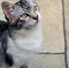 kittylookingup