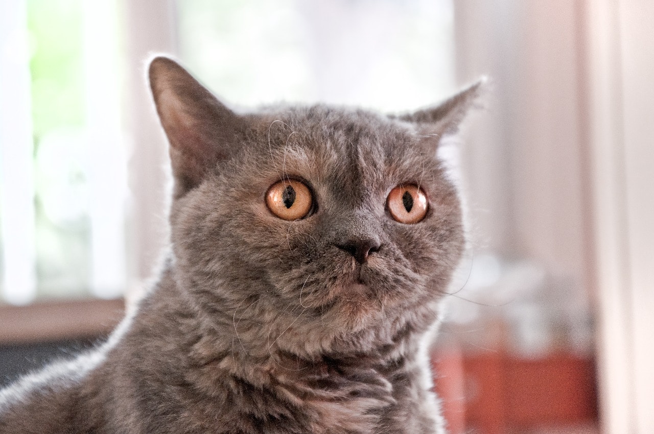 startled british shorthair cat