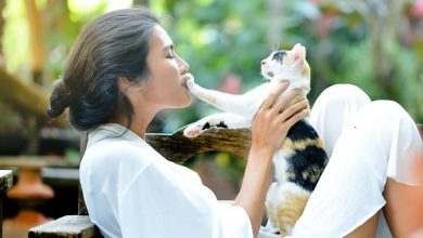 Why Does My Cat Put His Paw On My Face