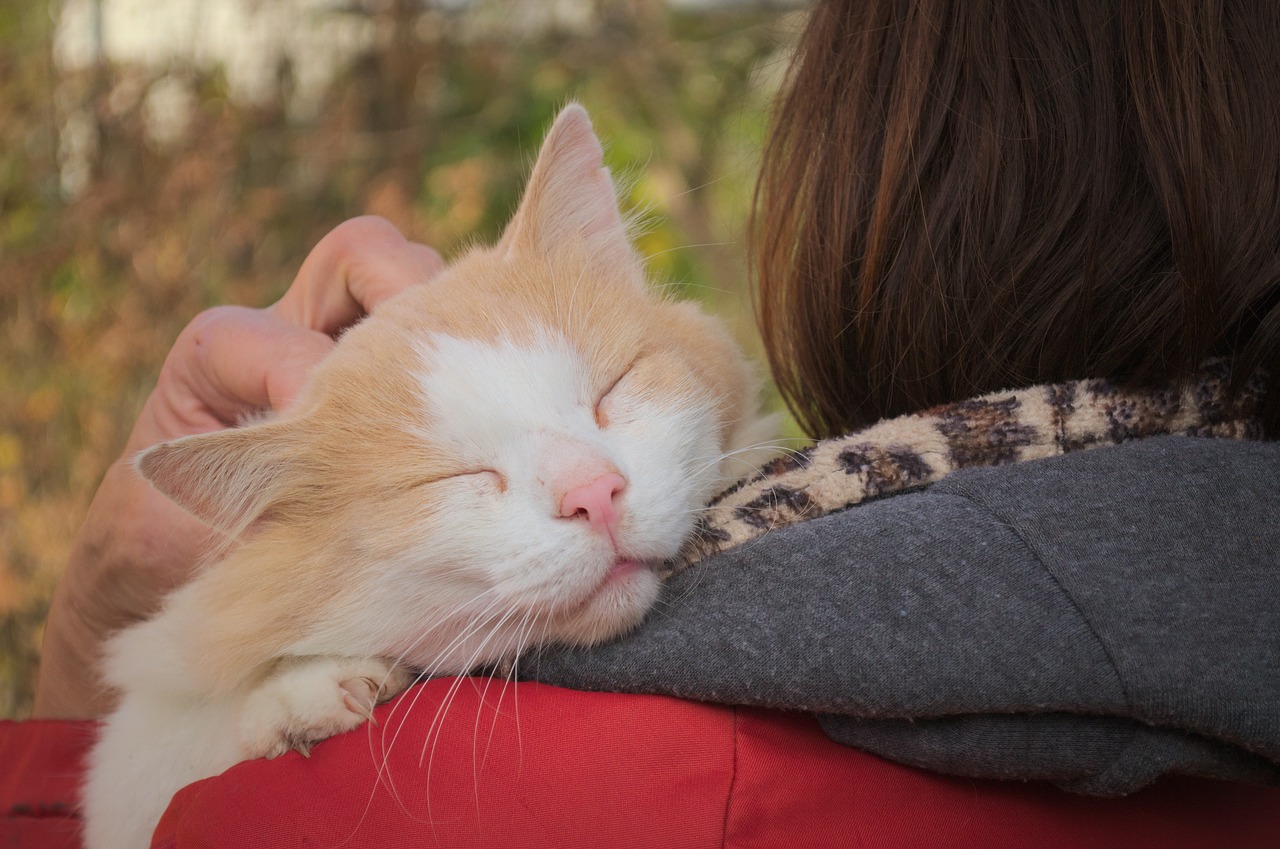 cat loves cuddling