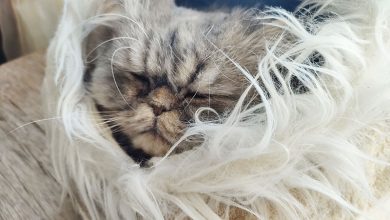 cat sleeping in trixie minou cat bed