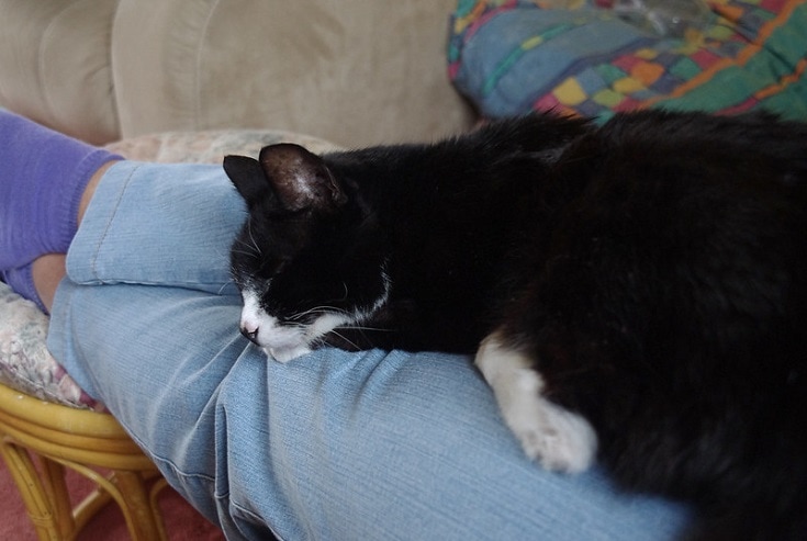 Cat sleeps between legs