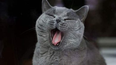 Gray British shorthair cat yawning.