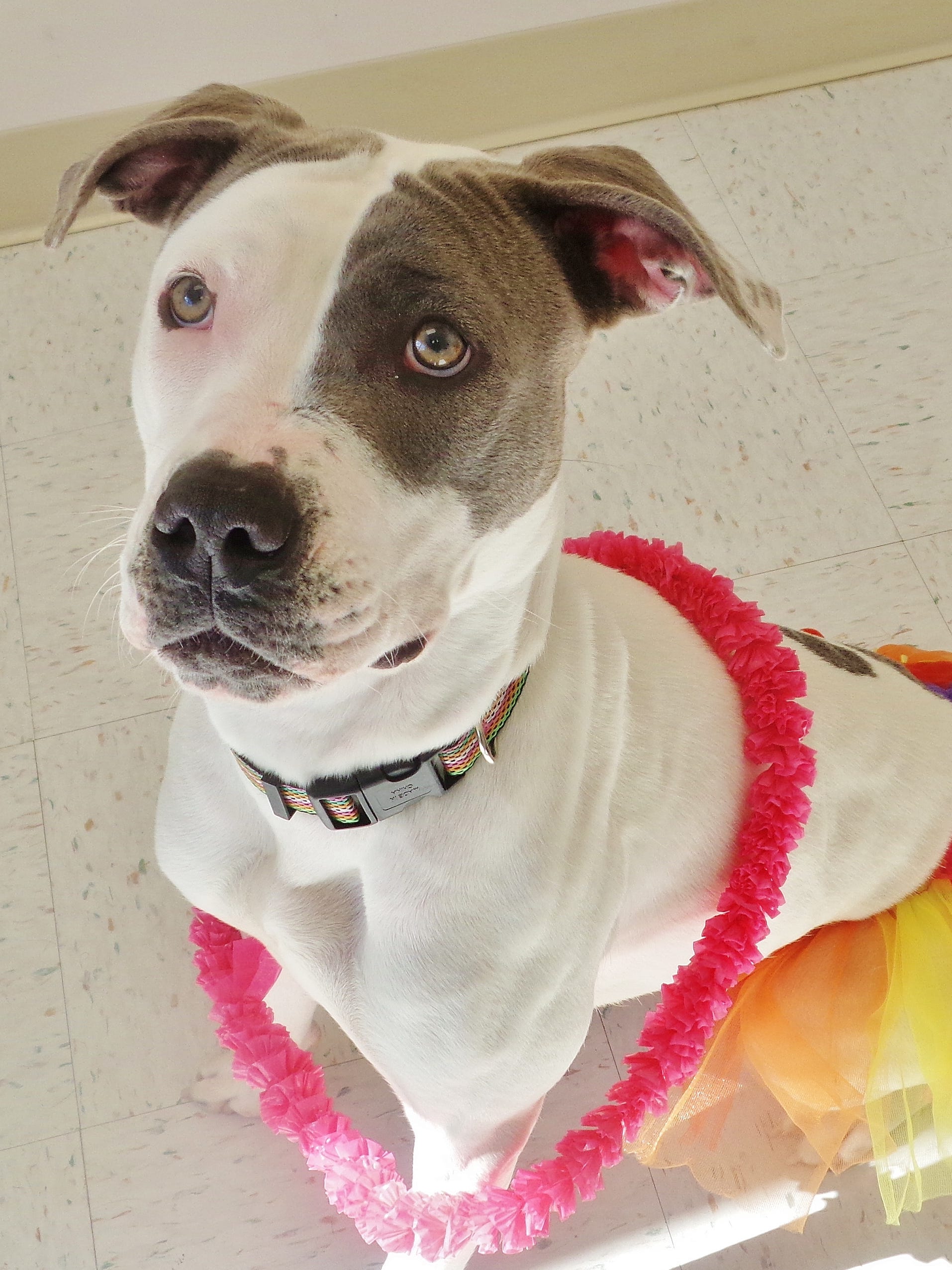 Baby is a very special girl. This 1-year-old mixed pitbull is deaf. For training, she will require the use of hand gestures. Your baby is quite active and will need someone who can join her in daily exercise and fitness. She is a super sweet dog and will need someone who understands that she requires a different approach to training. Baby loves to play ball and go for walks, but you'll need someone who can handle it because he doesn't seem to know his strength. Because of Baby's size and energy levels, she needs to go home with children older than 8 years old. Can you help Baby?