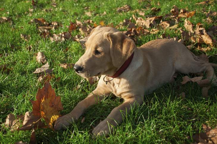 Why does my dog ​​eat leaves?