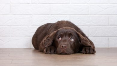 scared-dog-who-just-did-something-wrong