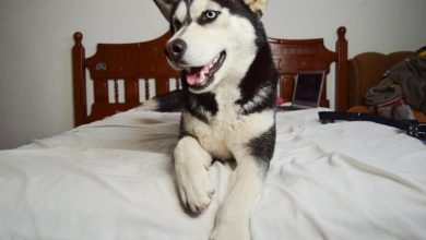 siberian husky scratching bed sheet