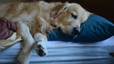 Dog sleeping